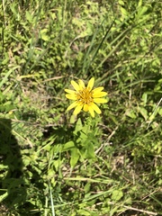 Silphium confertifolium