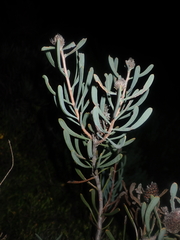 Petrophile linearis