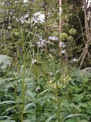 Saussurea parviflora