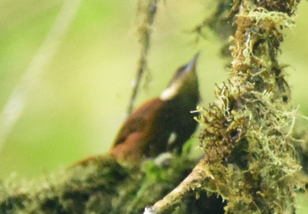 Pacific Tuftedcheek (Pseudocolaptes johnsoni), photo 4