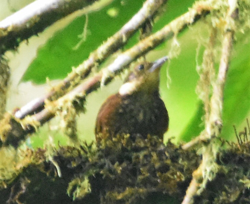 Pacific Tuftedcheek (Pseudocolaptes johnsoni), photo 5