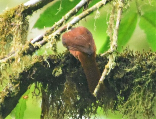 Pacific Tuftedcheek (Pseudocolaptes johnsoni), photo 7