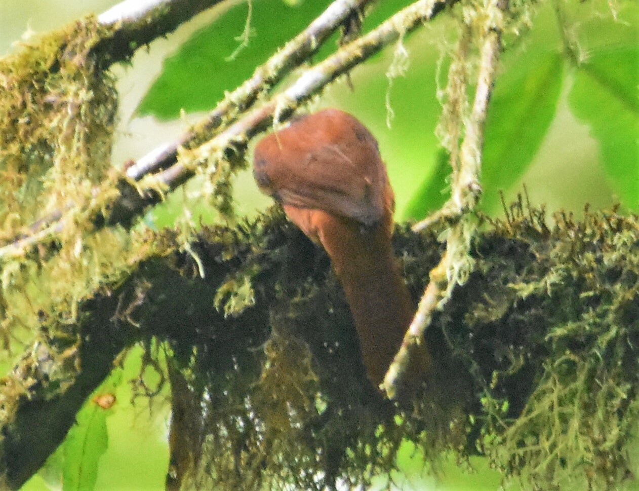 Pacific Tuftedcheek (Pseudocolaptes johnsoni), photo 6
