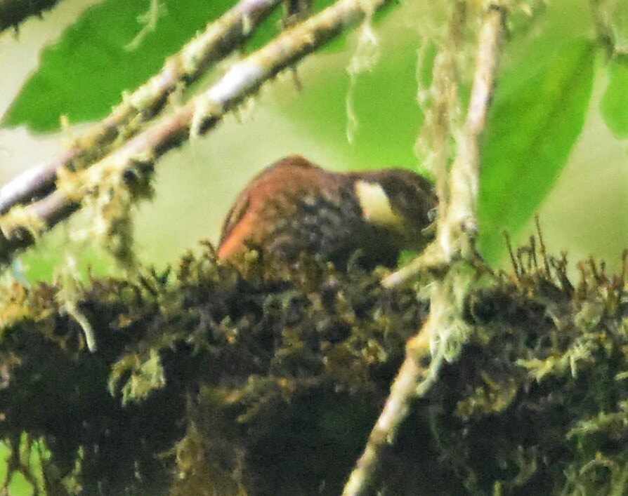 Pacific Tuftedcheek (Pseudocolaptes johnsoni), photo 7