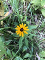 Rudbeckia terranigrae