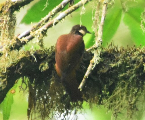 Pacific Tuftedcheek (Pseudocolaptes johnsoni), photo 9