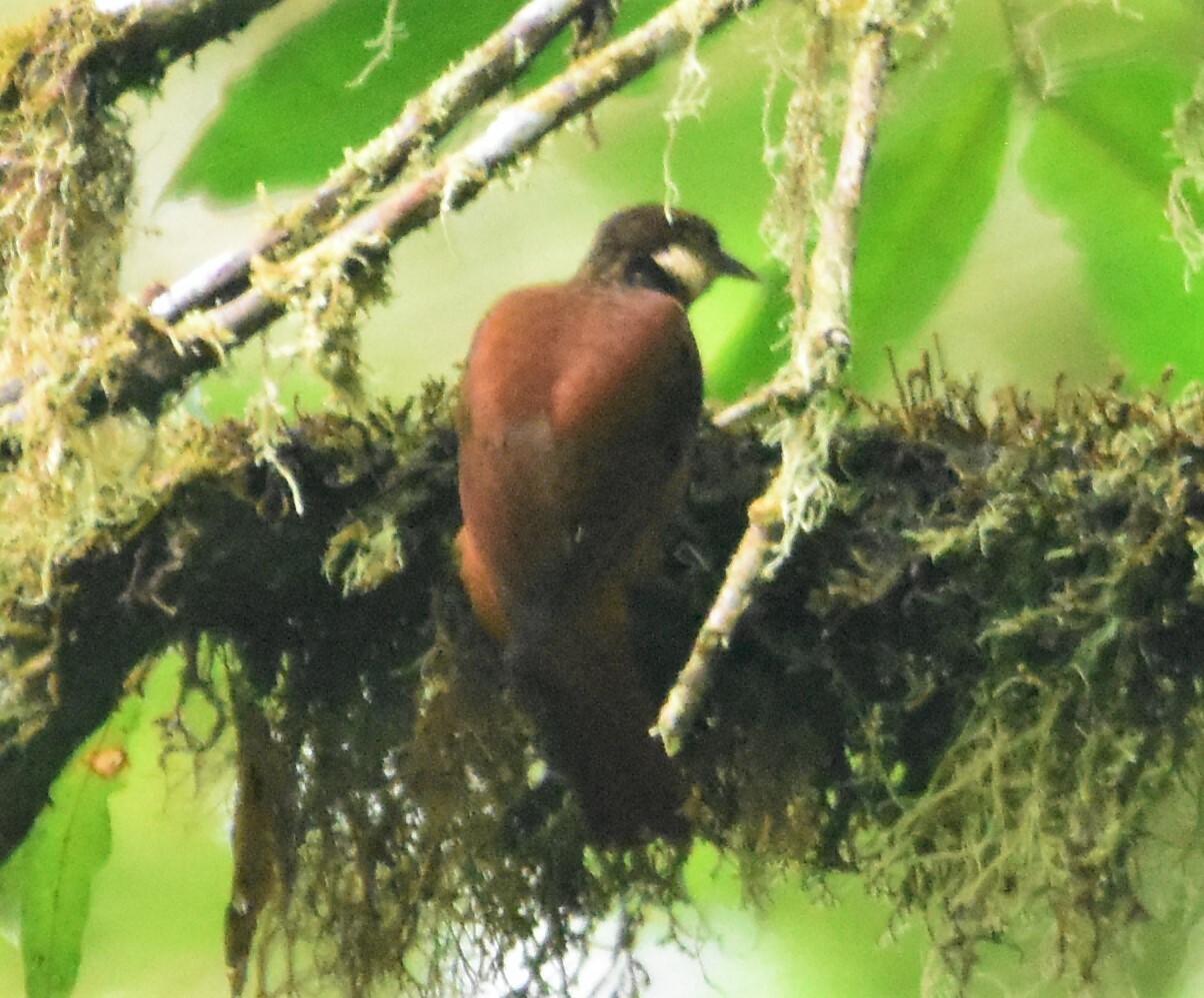 Pacific Tuftedcheek (Pseudocolaptes johnsoni), photo 8