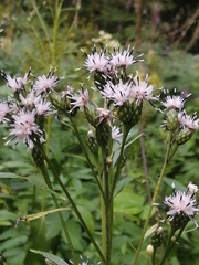 Saussurea parviflora