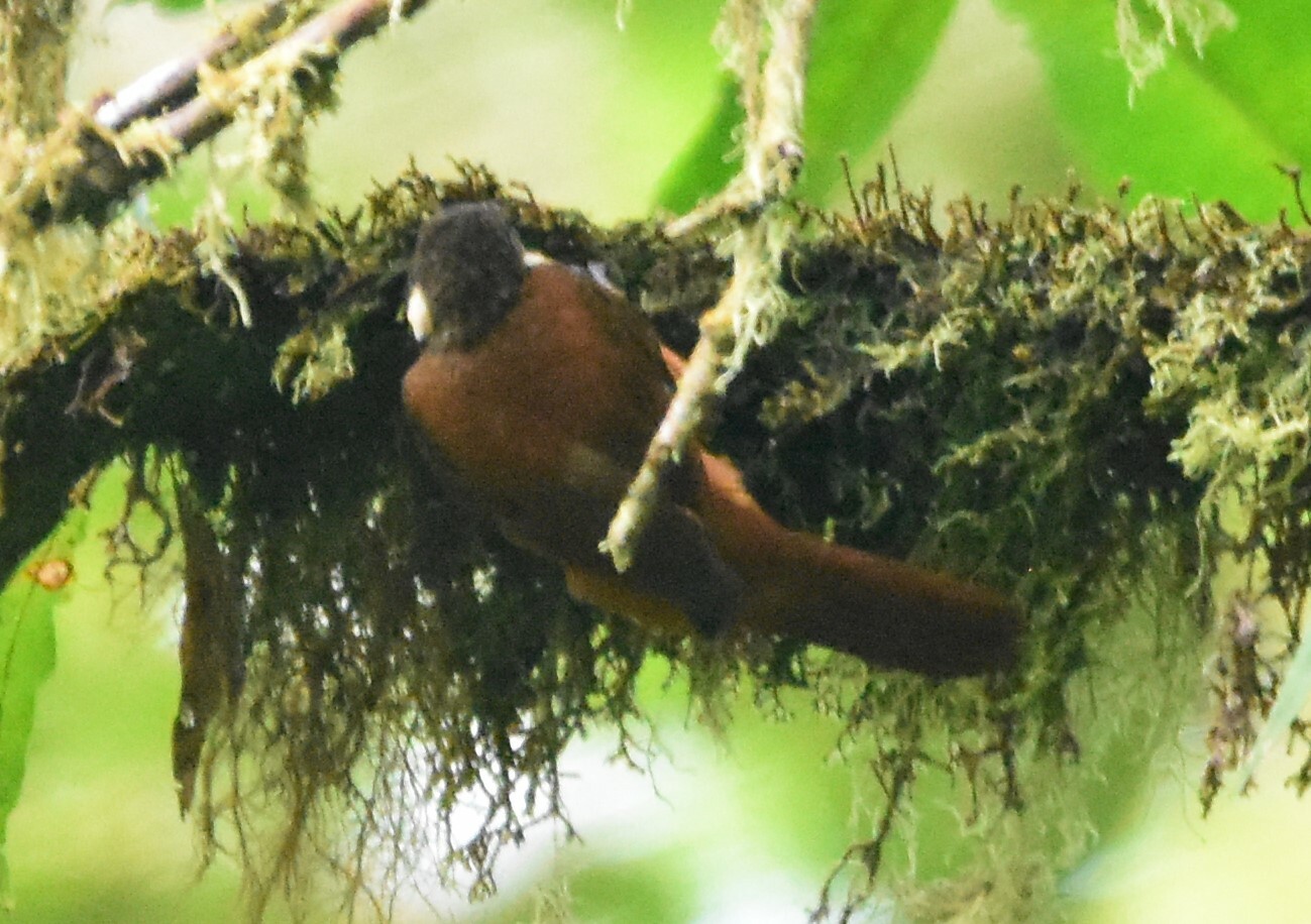 Pacific Tuftedcheek (Pseudocolaptes johnsoni), photo 9