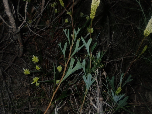 Image of Grevillea synapheae by (c) Thomas Mesaglio, some rights reserved (CC BY)