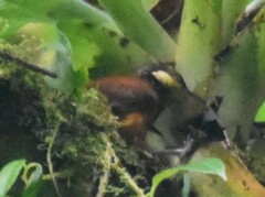 Pseudocolaptes johnsoni