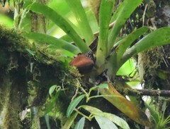 Pseudocolaptes johnsoni