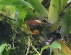 Pseudocolaptes johnsoni