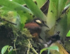 Pseudocolaptes johnsoni