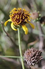 Helianthus ciliaris