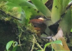 Pseudocolaptes johnsoni