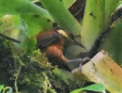 Pseudocolaptes johnsoni