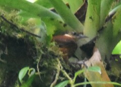 Pseudocolaptes johnsoni