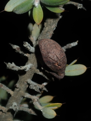 Hakea ruscifolia