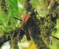 Pseudocolaptes johnsoni