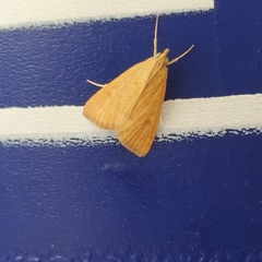 Achyra rantalis