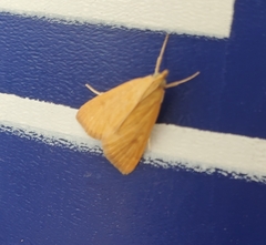 Achyra rantalis