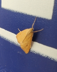 Achyra rantalis