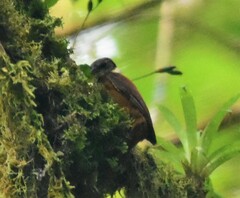 Pseudocolaptes johnsoni