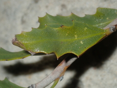 Jacksonia floribunda