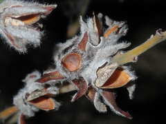 Jacksonia floribunda
