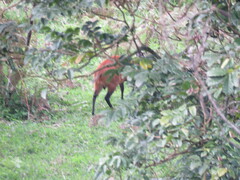 Cephalophorus harveyi