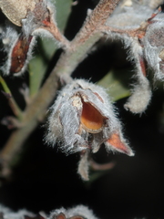 Jacksonia floribunda