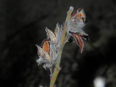 Jacksonia floribunda