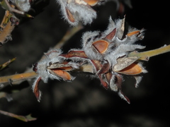 Jacksonia floribunda