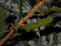 Jacksonia floribunda