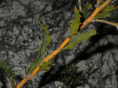 Jacksonia floribunda