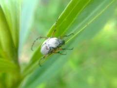 Macrodactylus mexicanus