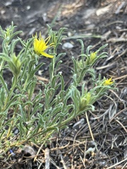 Ericameria bloomeri