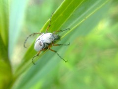 Macrodactylus mexicanus