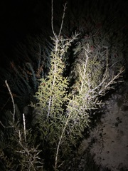 Leptospermum spinescens