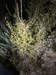 Leptospermum spinescens