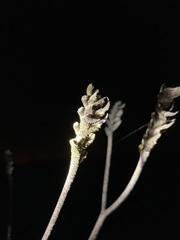 Macropidia fuliginosa