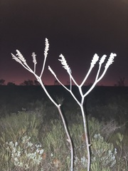 Macropidia fuliginosa