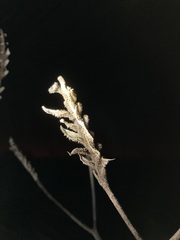 Macropidia fuliginosa