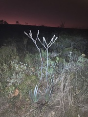 Macropidia fuliginosa