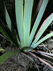 Macropidia fuliginosa