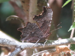 Polygonia oreas