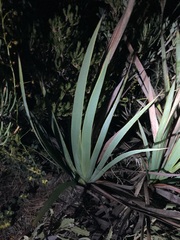 Macropidia fuliginosa