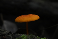 Cyptotrama hygrocyboides