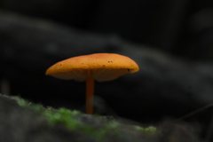 Cyptotrama hygrocyboides